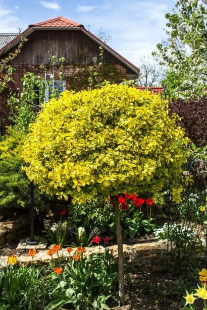 Бруслина японська Ауреомаргіната Топіар в ландшафті